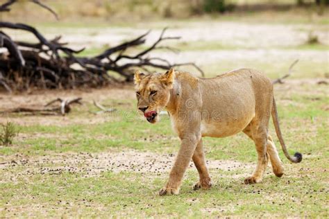 Lioness Panthera Leo Krugeri Is Walking It The Savanna And Looking For