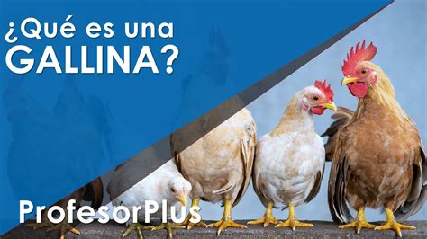 ¿que Es Una Gallina Caracteristicas De Una Gallina Tipos Formas Y