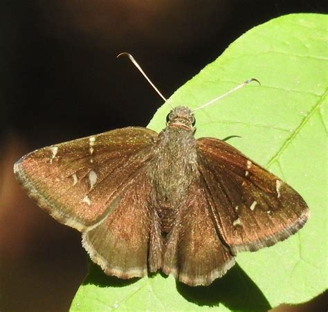 Butterfly Moth And Caterpillar Photographs From Kentucky