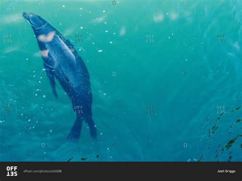 A seal swimming close to surface stock photo - OFFSET