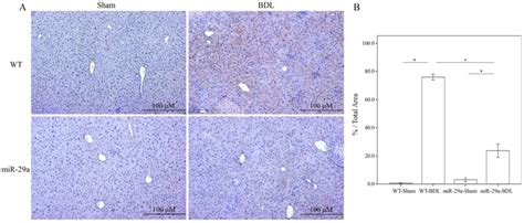 Overexpression Of Mir A In The Murine Model Resulted In The