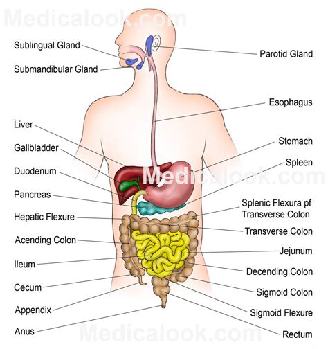 the digestive system and how it works - ModernHeal.com