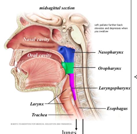 Pharynx Flashcards Quizlet