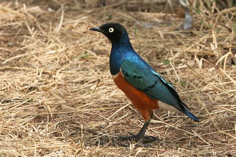 Bobhogeveen Nl Kenia Tanzania 2009 Vogels 570 Serengeti