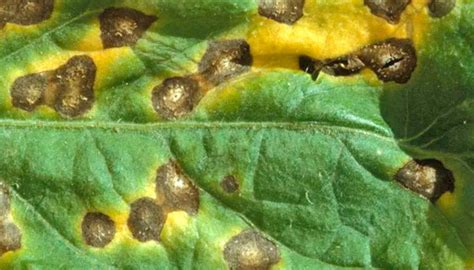 Leaf Septoria An In Depth Guide To Yellow Spots On Cannabis Leaves