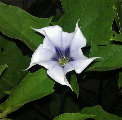 Moon Flower Moon Flower Plant Flower Garden Planting Flowers Plant