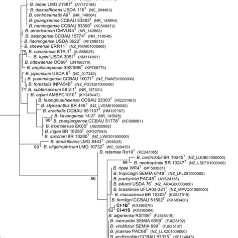 Figure S Maximum Likelihood Phylogram Inferred From Partial S Rrna