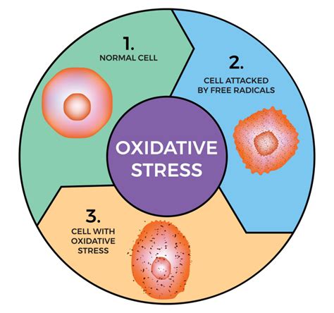 impact  genetics  oxidative stress