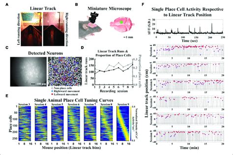 Imaged Place Cell Properties From A Representative Mouse A Linear