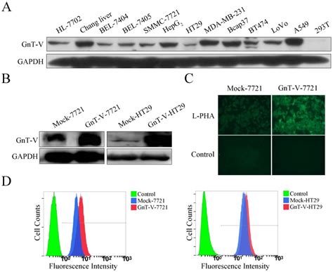 A The Level Of GnT V Protein Was Detected In Different Cell Lines By