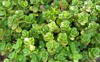 Cape Province Pygmyweed | World of Succulents