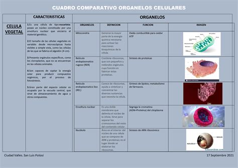 Cuadro Comparativo De Organelos Citoplasmaticos Images