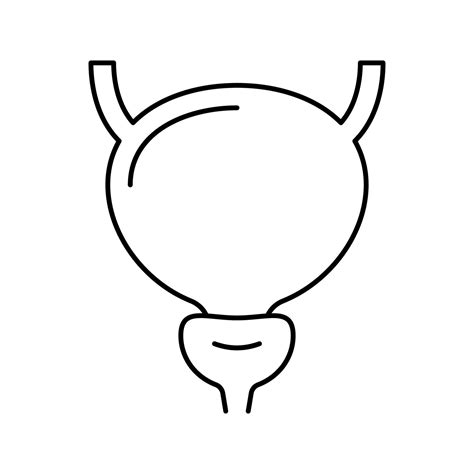 Bladder Human Organ Line Icon Vector Illustration Vector Art