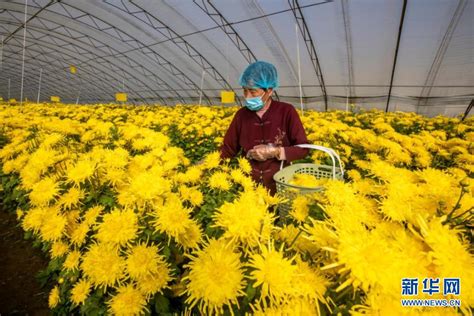 山西夏县：金丝皇菊开 农户采摘忙山西频道新华网