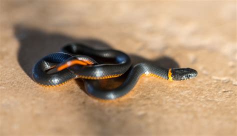 Snake Profile Ringneck Snake 9 Riveting Photos