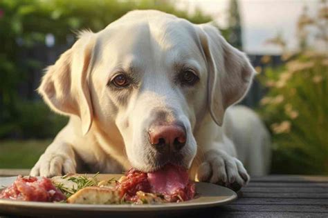 Healthy Diet Plans for Labrador Retrievers: Expert Tips and Tricks - Retriever Advice