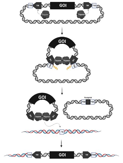 Schematic Overview Of Transposase Mediated Cut And Paste Transposition