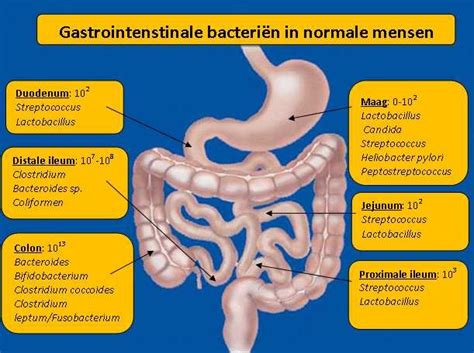 Figuur 6 Schematische Voorstelling Van Het Darmstelsel Met De Diverse