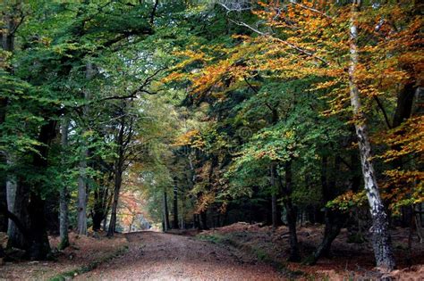 Path through Autumn Trees in the New Forest Stock Image - Image of ...