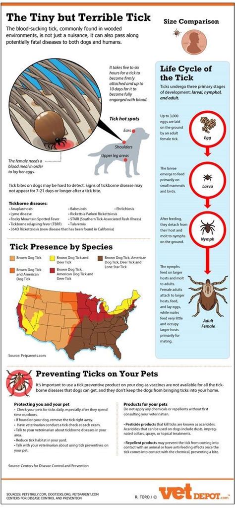 Ticks Carry A Range Of Terrible Diseases That Can Be Transmitted To You