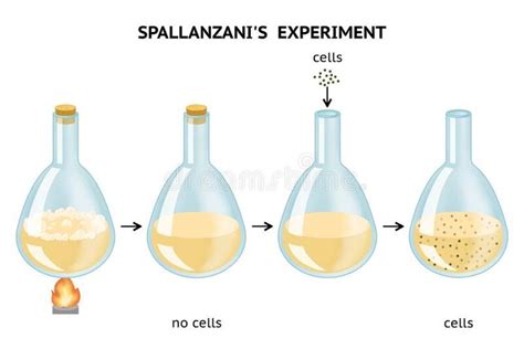 Experimento De Lazzaro Spallanzani - Lazzaro Spallanzani`s Experiment. Spontaneous Generation Stock ...