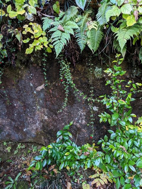 弁財天白龍王大権現 Pisukecyanのブログ