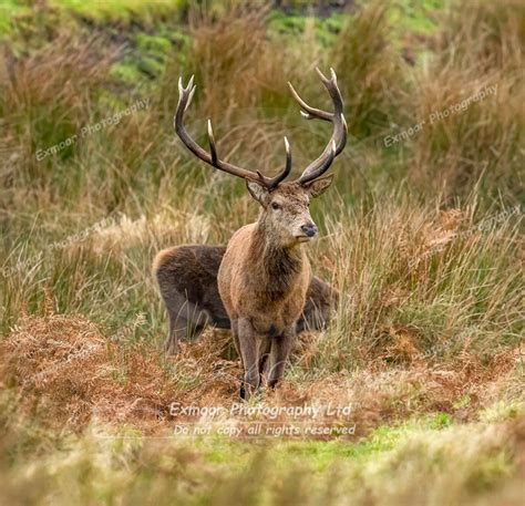 Exmoor Photography Exmoor Red Deer Rut Single Stags