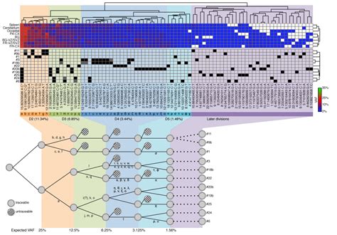 Somatic Mosaicism