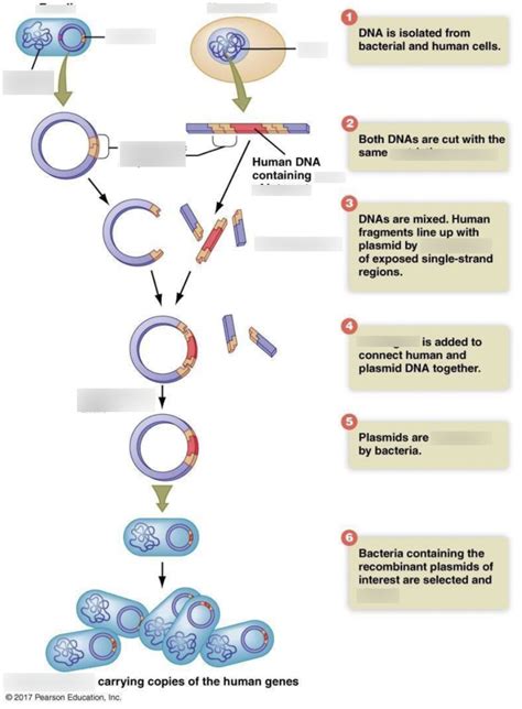 Recombinant Dna Technique For Producing Clones Of A Gene Or The Protein