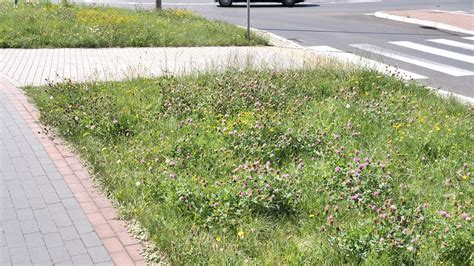 Bielsko Info Mzd Zaciska Pasa Ograniczy Koszenie Traw W Pasie