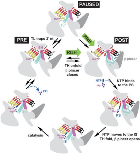 The Nucleotide Addition Cycle The Tec Elements Shown Are As