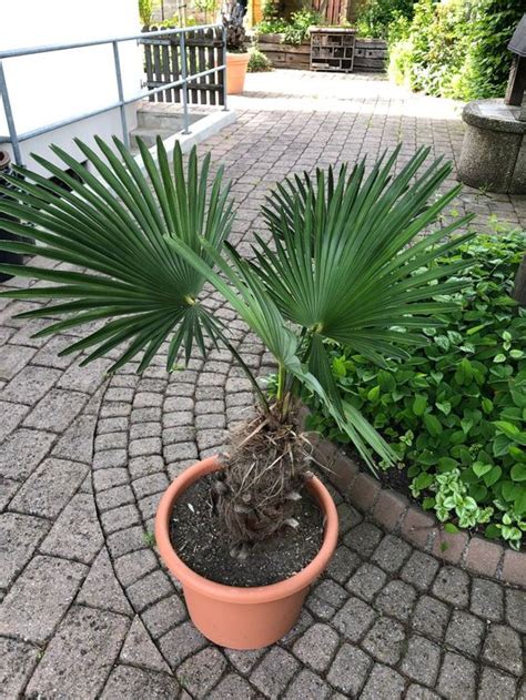 Palme Trachycarpus Wagnerianus Cm Topf Cm Kaufen Auf Ricardo