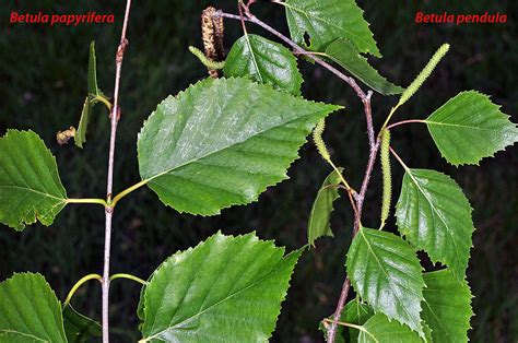 Betula Papyrifera Paper Birch Go Botany