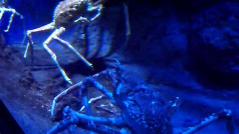 Japanese Giant Spider Crab Fighting Youtube