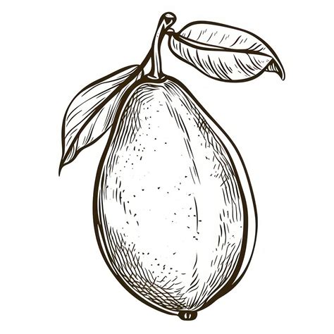 Mango outline sketch drawing fruit | Premium Photo Illustration - rawpixel