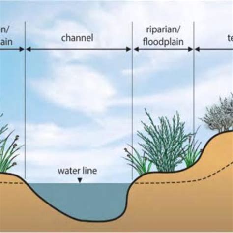 This Graphic Depicts The Various Riparian Zones Along A Riverbank Along