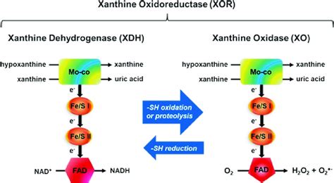 1 Xanthine Oxidoreductase (XOR). For xanthine dehydrogenase (XDH),... | Download Scientific Diagram