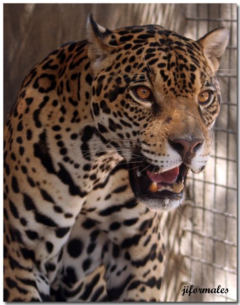 Jaguar Avilon Zoo Avilon Is One Of The Newest Zoos In Th Flickr