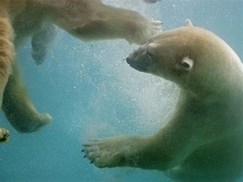 Swimming Polar Bears Wallpaper Bears Animals Wallpapers in jpg format ...