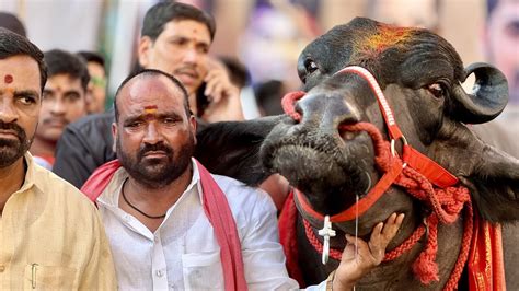 Laddu Yadav Sadar Bahubali And Comando Bulls Special Attraction