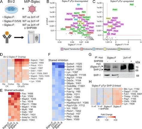 Phosphoproteomics Identifies Microglial Siglec F Inflammatory Response