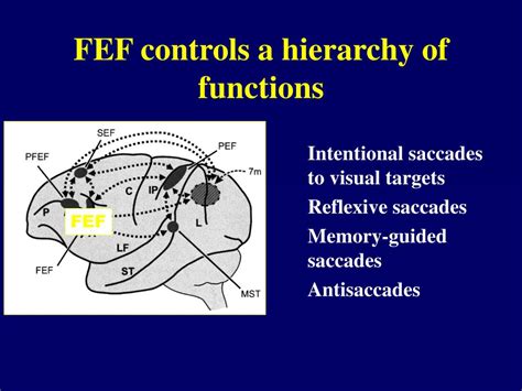 Ppt The Brains Control Of Horizontal Saccadic Eye Movements