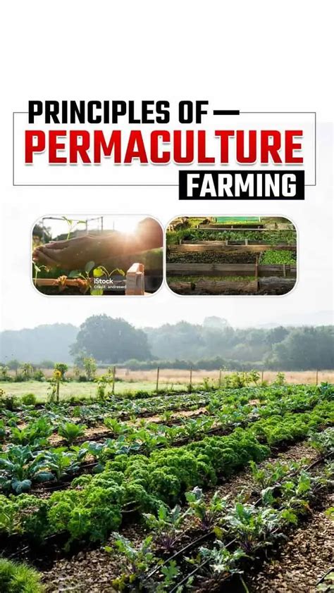 Permaculture Farming Key Principles And Practices