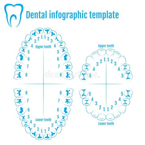 Teeth Diagram Numbers