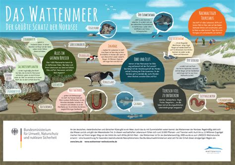 Das Wattenmeer Der Gr Te Schatz Der Nordsee Referendartipp