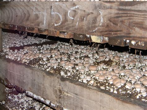 Papa dis moi faut il éplucher les champignons de Paris