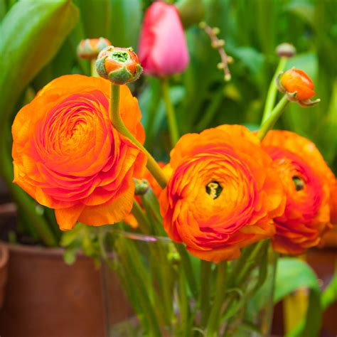 💐 Ranunculus Secret Sale 💐 Buy 3 Get 1 Free Now Easy To Grow Bulbs