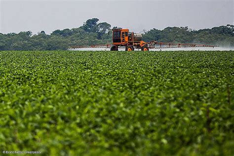 Agronegócio quer derrubar proibição do paraquate agrotóxico que pode