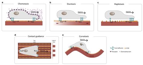 Biophysica Free Full Text The Forces Behind Directed Cell Migration