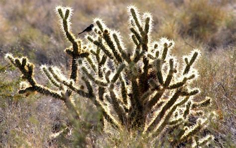 Free Images Landscape Tree Nature Wilderness Branch Cactus Bird